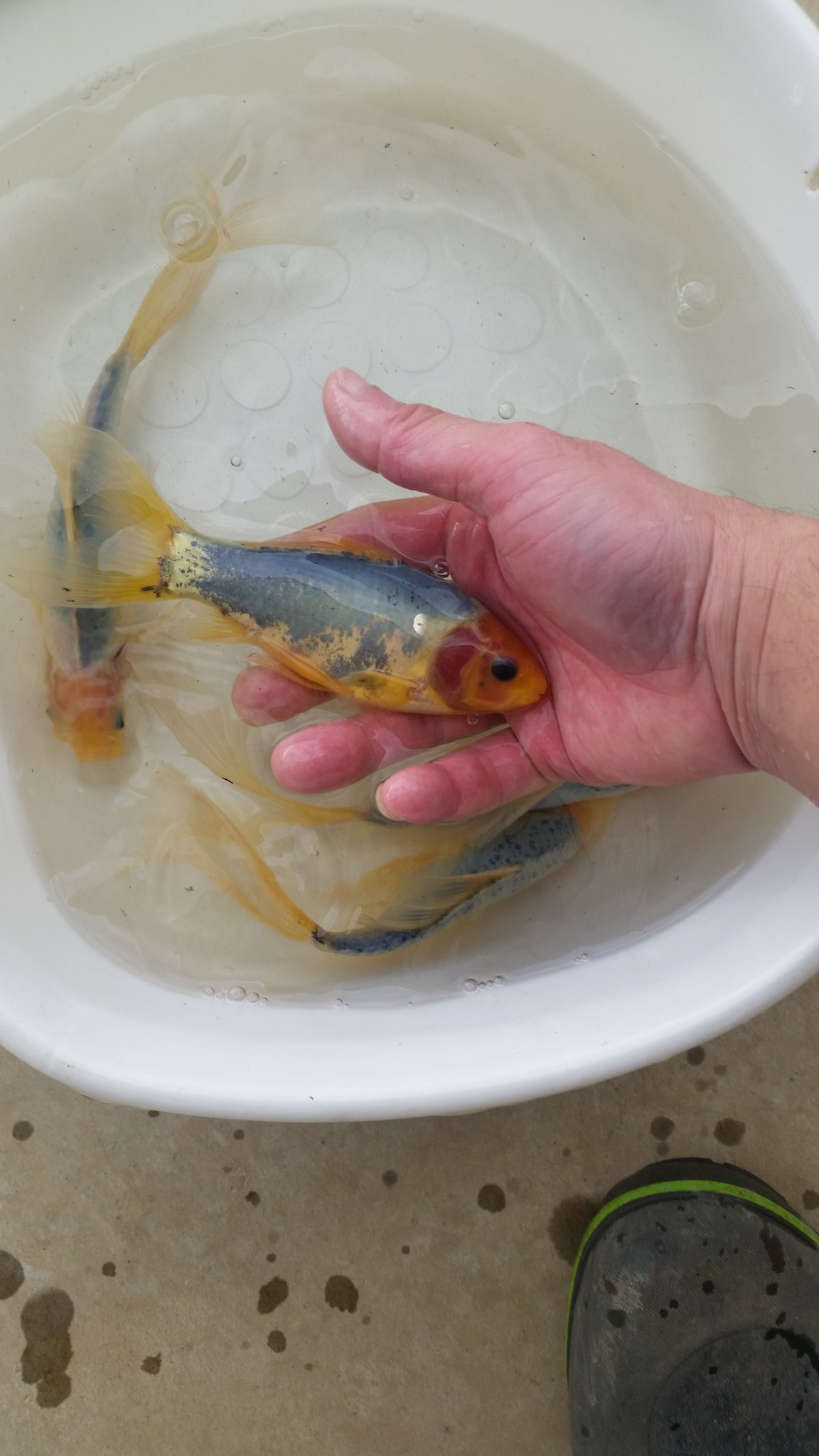 井ノ口養魚場 Igf V Twitter 池で育てた青錦 販売しまーす うん 青いね T Co P7pk40pjye Twitter