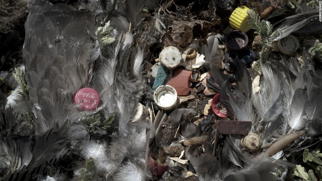 Boycot single use plastics! #Birds are choking on a plastic #ocean, even in the most remote parts of the world ow.ly/EI5R307m1NE