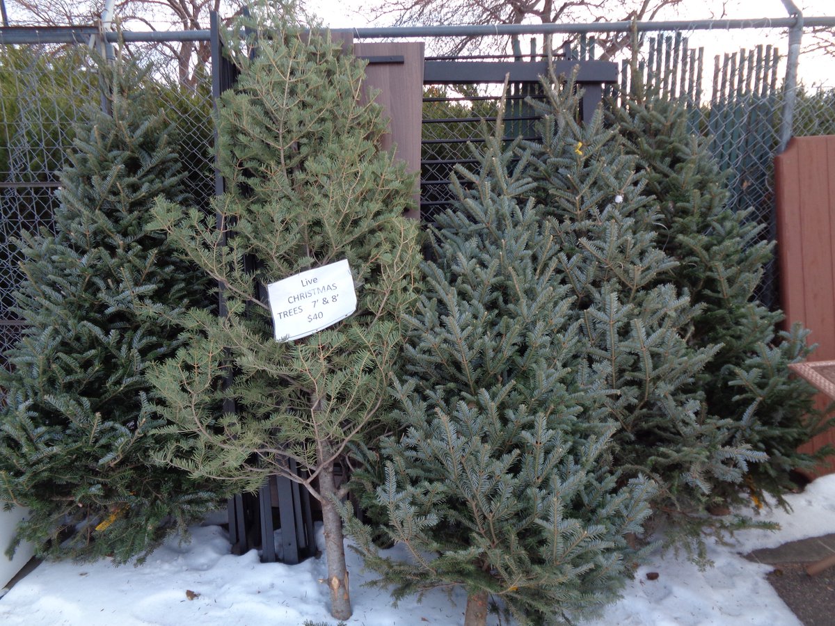 FTCReStore's tweet image. FREE CHRISTMAS TREES! today and tomorrow only, at the Fort Collins Habitat ReStore! #FREE #FreeChristmasTree #HolidayGift #SeasonsGreetings