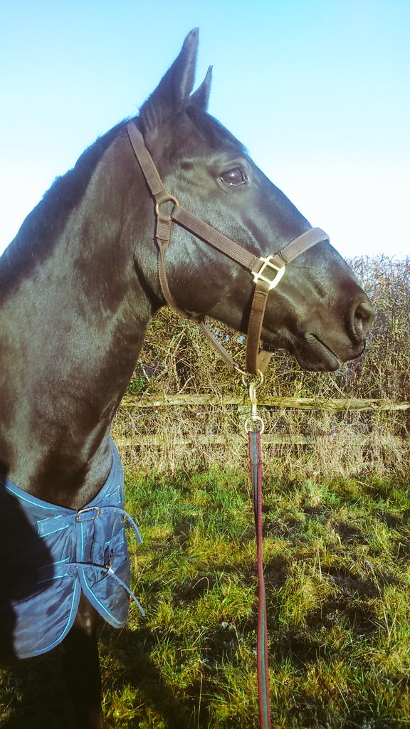 emma_dendy's tweet photo. Just because she's beautiful! #Faircote #Wintersunshine https://t.co/nYres6ZF0H