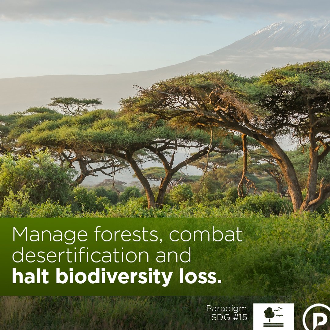 paradigmproject's tweet image. Paradigm’s efficient stove products reduce wood and charcoal consumption by 40 to 60% from their first day of use.