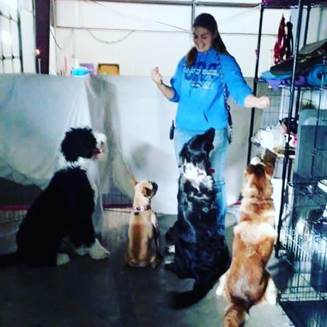 SpfldSKDT's tweet photo. Self control training mixed with off leash #playtime! #atireddogisagooddog https://t.co/oxp4ni1GfI