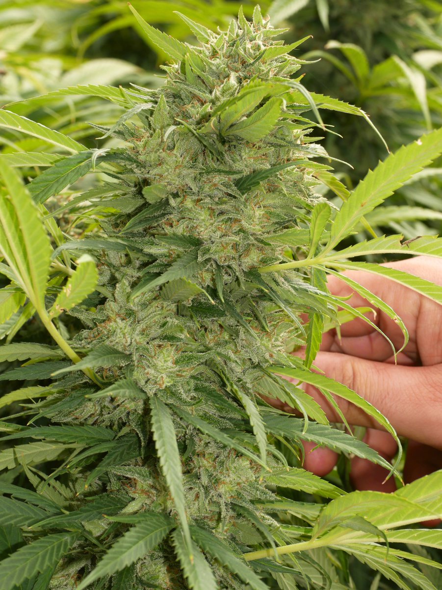 Feature: OG Chemdog BX2. Lineage: OG Chemdog X (OG X Chemdog) X (Sour Diesel X [OG X Chemdog F2]). It's pure, unadulterated skunk. #OG