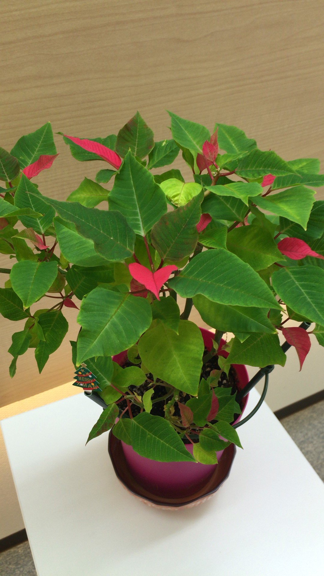 Yotsubasougou クリスマスフラワーともよばれ赤い葉が代表的な植物 ポセインチア 一時枯れ復活させたものの葉 が緑のままでした 夏過ぎよりスタッフが自前の段ボールでの遮光と日光照射をしたところ 少しずつ色づいてきました 赤い葉が小さなハートに
