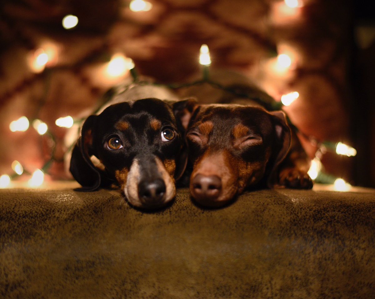 harlowandsage's tweet photo. Three more sleeps until Christmas.... https://t.co/75xx1Fnlhy