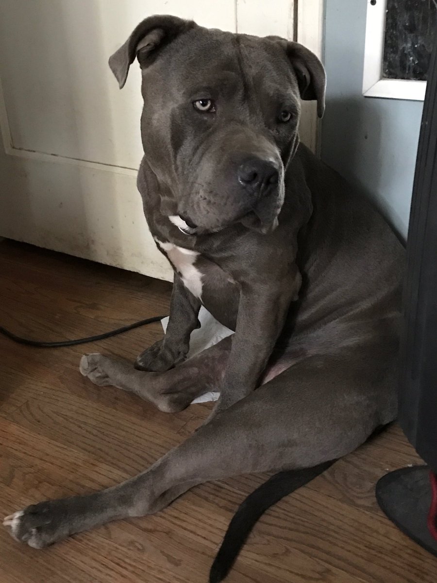 63+ Cane Corso Pitbull Mix