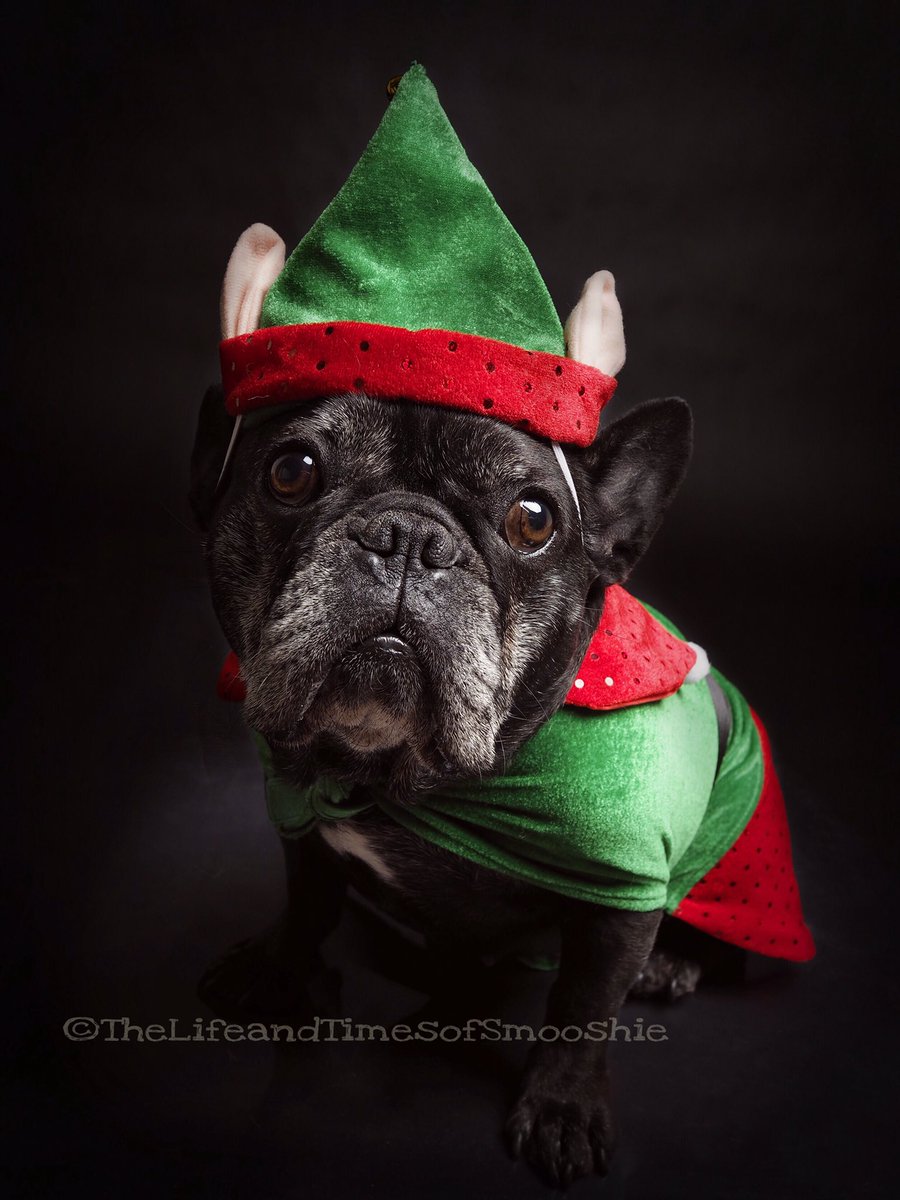 thelifeofsmoosh's tweet photo. Because one set of giant ears isn't enough. #santaslittlehelper #twomoresleeps 🎄🎅🏽🦌
#thelifeandtimesofsmooshie #frogdogcrew #frenchbulldog https://t.co/5SoiY7W820