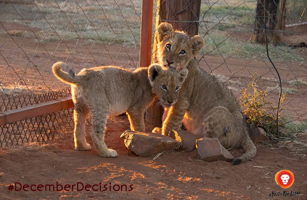 YouthForLions's tweet photo. #DecemberDecisions: Asking the RIGHT questions before visiting a breeding or predator facility: https://t.co/j97xBunPdL #YouthForLions https://t.co/BQV0NUhTKB