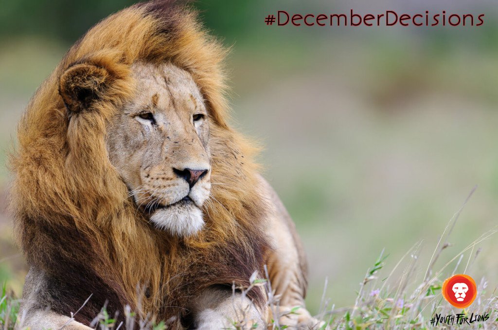 YouthForLions's tweet photo. Questions you should be asking BEFORE you visit a predator facility: https://t.co/j97xBunPdL #DecemberDecisions @Blood_Lions @WildlandsSA https://t.co/CHZt1dMWVk