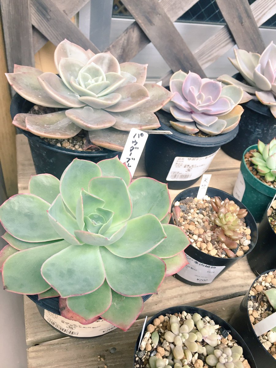 めー على تويتر 熊本に二泊三日で旅行中です 宮嶋園芸さんの苗 発見 宮嶋園芸 多肉植物 熊本県 宇城市 がんばろう熊本