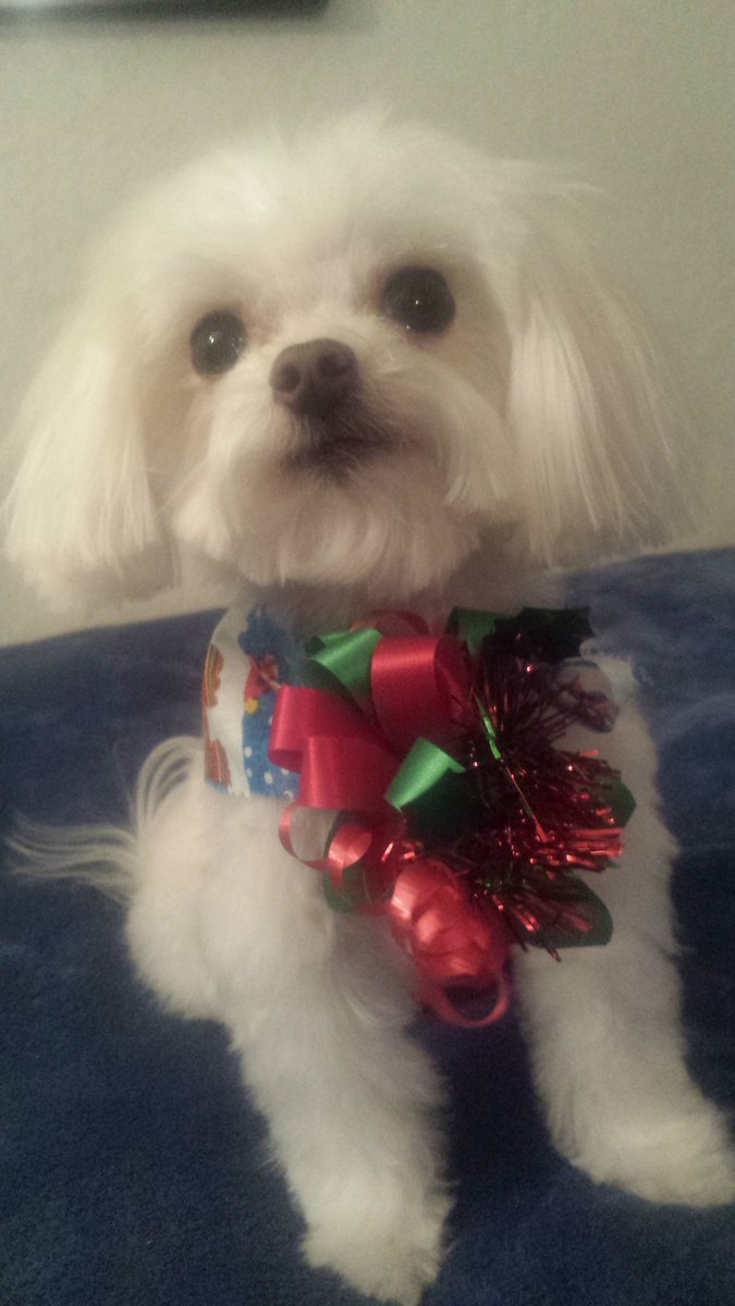 INFINITE_SGE's tweet photo. Looks like Mochi is getting into the holiday spirit early lol!!๐๐๐ Merry Christmas my doods!! #mustcuddle https://t.co/VMbavDOUpC