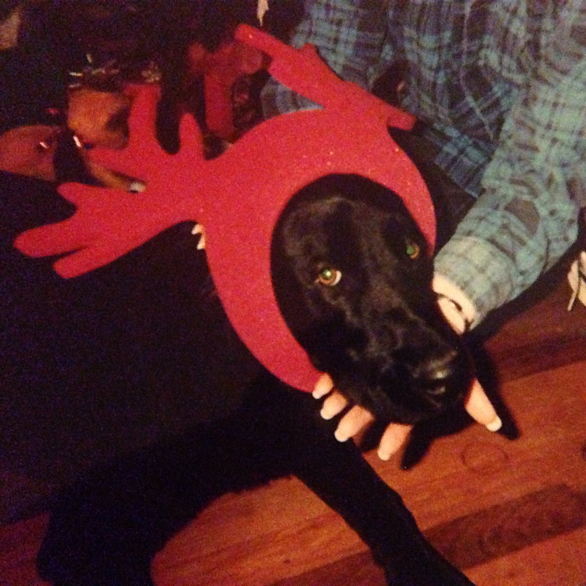 venequeen's tweet photo. #tbt still miss you Griff! #christmasesgoneby #oldfriends #myblacklab https://t.co/tbp0VhUpy8