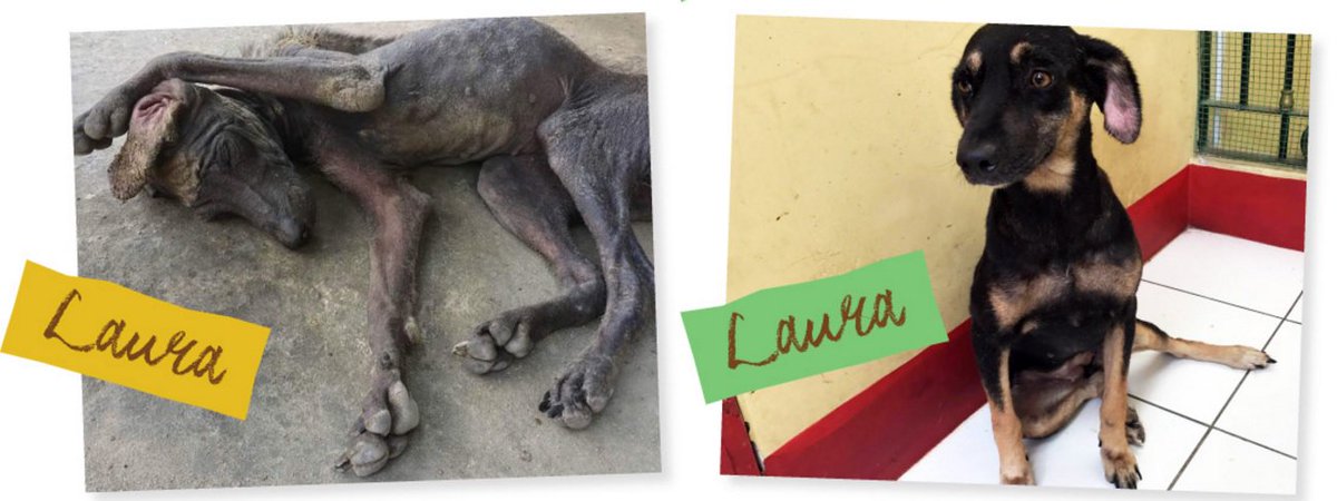 With hours to live, <a href="/AmazonCares/">Amazon CARES Charity</a> saved Laura. mo.nu/4cvZ?uid=4Ctj Please give $10 for donation match! Please.