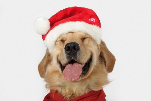 GreetingCardApp's tweet photo. Christmas vibes... 🐶 🎄 ☃️ 🎁 🎅🏻
#christmasvibes #merrychristmas #christmaspooch #happyholidays #greetingcardsapp https://t.co/rhsmEImSpb