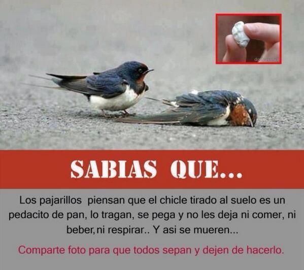 Ecogranjero's tweet photo. No mates a los pájaros al botar tus chicles al suelo. La basura en su lugar... https://t.co/NTJEDIPc62
