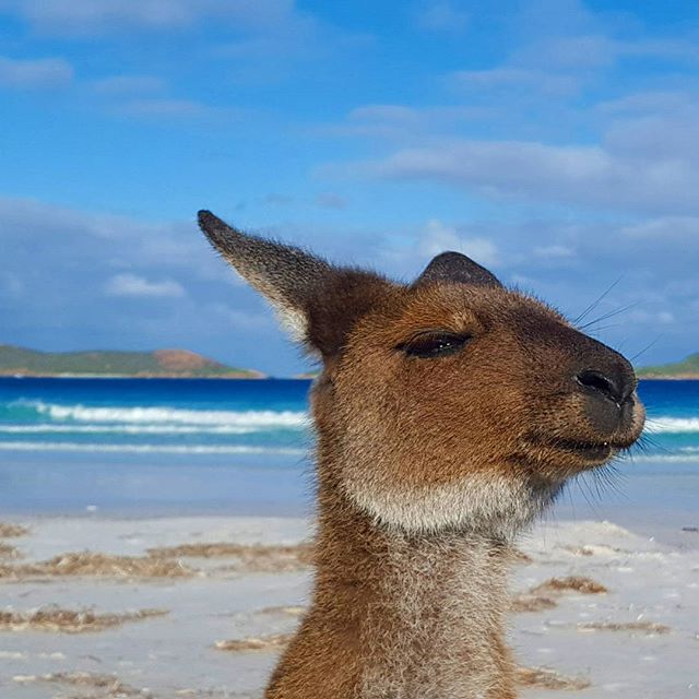 "Smells like Christmas holidays, ohhhh yeah!" (via IG/felixtravelbook at #LuckyBay in <a href="/WestAustralia/">Western Australia</a>)