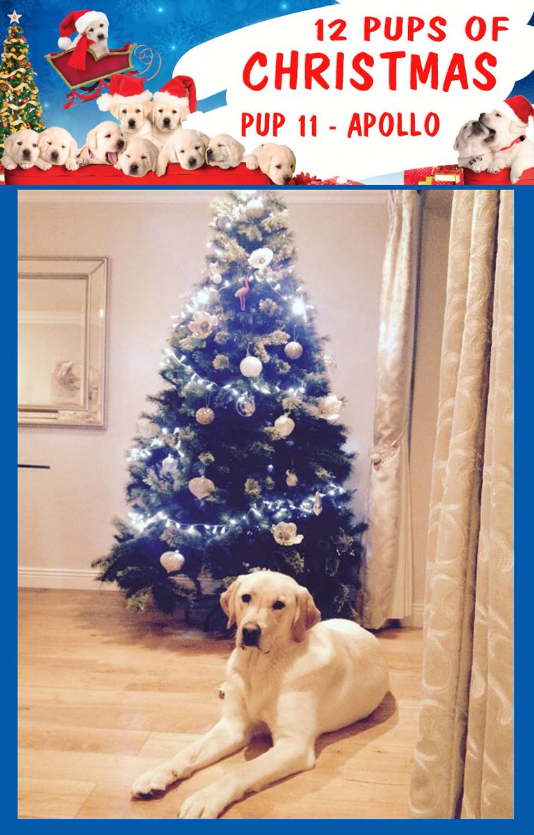 irishguidedogs's tweet photo. #PUP11 is Apollo

Text WOOF to 50300 to Donate €4. A min of €3.25 goes to Guide Dogs. LIKECHARITY Helpline: 0766805278 

 #12PupsofChristmas https://t.co/47jsx8ZIY6