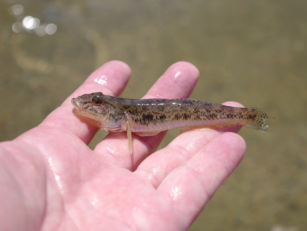 もも 天長節だしハゼの画像を貼る16 このタグ見てて思い出したけど カワアナゴも淡水ハゼの仲間だった 網に入るとうれしいやつ これも8月