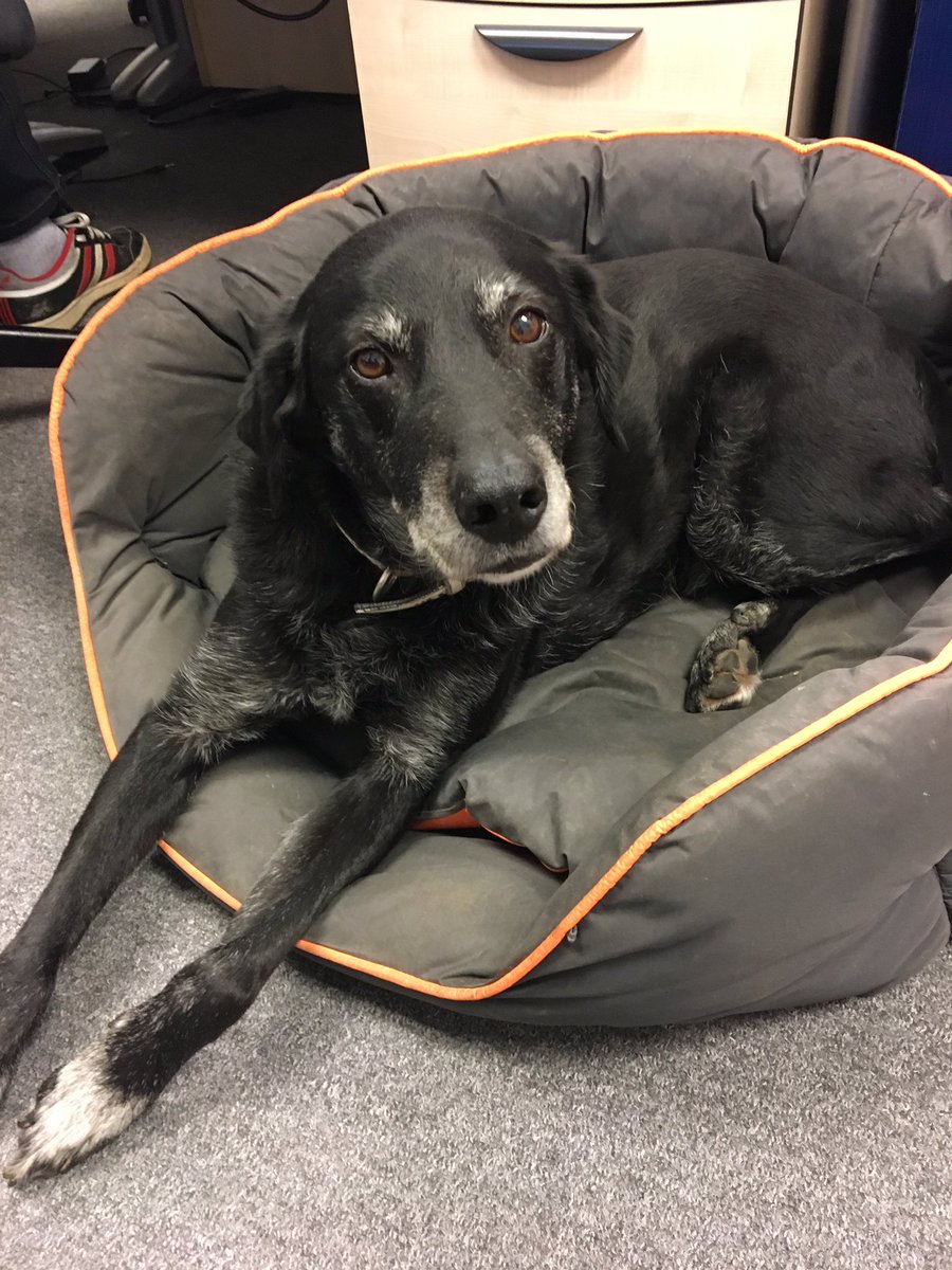 venables_amy's tweet photo. We have this adorable little beaut in the @ResourceiT_Ltd office today! #festivefun #officebuddy https://t.co/6X3Yhkpbxy