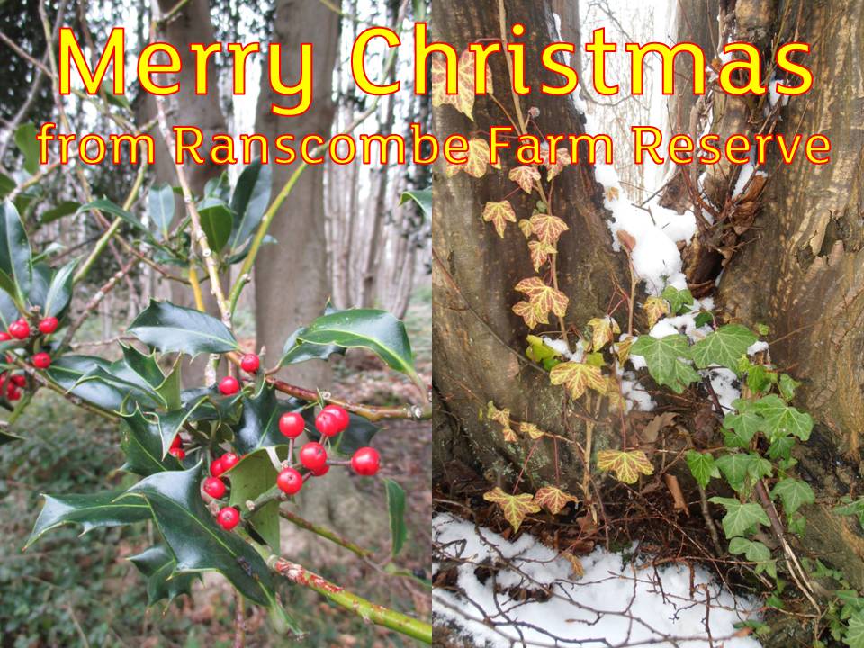 Ranscombe_Farm's tweet image. A very Merry Christmas to all our followers! What would Christmas be without our native evergreens ...
