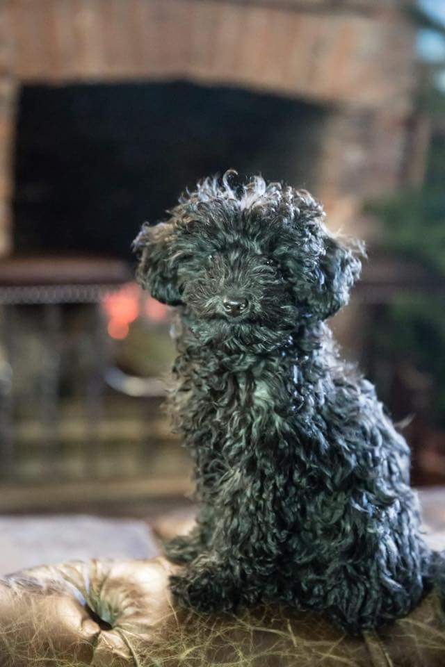 Minnie is missing in the St George area of Bristol - please retweet and contact me if you know anything #Bristol #lostdogs #dogwarden