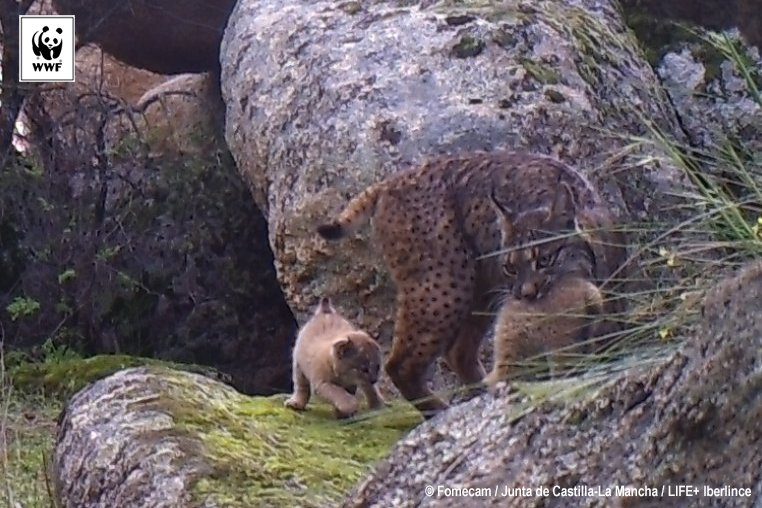 El lince llevaba muchos años sin criar en los Montes de Toledo... Y en 2016 lo ha vuelto a hacer 😸 wwf.es/logros2016 <a href="/iberlinceEU/">Life+IBERLINCE</a>