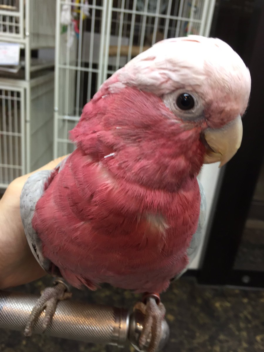 えとぴりかtokyo En Twitter モモイロインコの男の子 いつも楽しそうにゴニョゴニョとおしゃべりをしています お顔もとても凛々しいですよ 可愛いモモイロインコくんに是非会いに来て下さい えとぴりかtokyo En Twitter モモイロインコの男の子 いつも楽しそうにゴニョゴニョとおしゃべりをしています お顔もとても凛々しいですよ 可愛いモモイロインコくんに是非会いに来て下さい