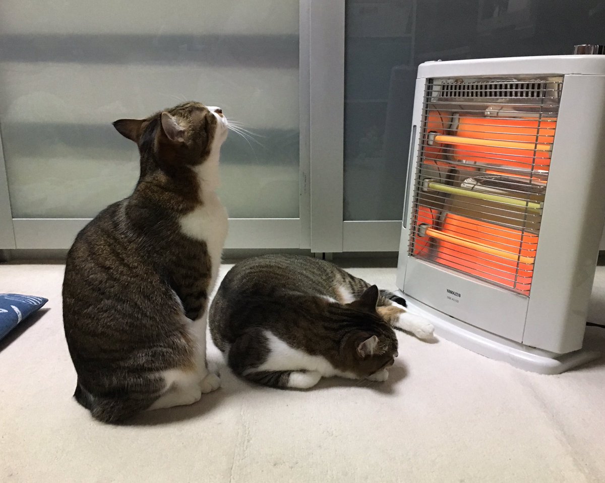 tak3737's tweet photo. RT @ayagamo_t: この時期になるとストーブの前が混み合います、笑

#猫 #ネコ #キジシロ #キジ白 #双子猫 #仲良し猫 https://t.co/63x9OgQxAa