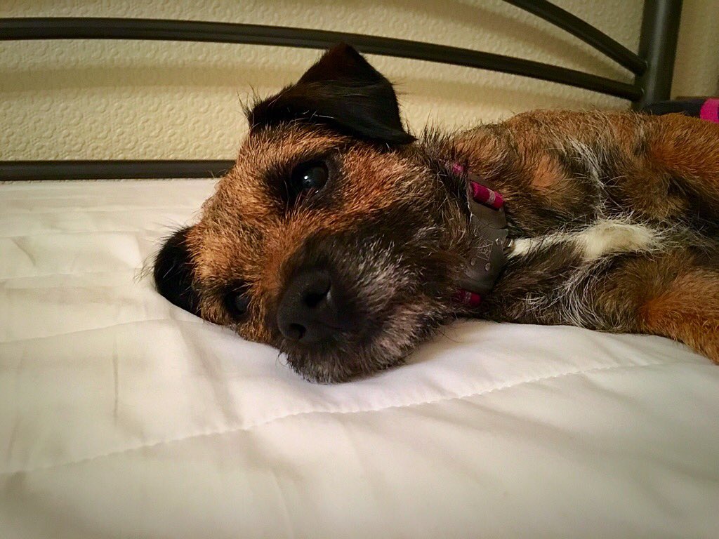 RubyTuesdayBT's tweet image. Just thinking of @borderonwheels and hoping he's feeling better this morning. X