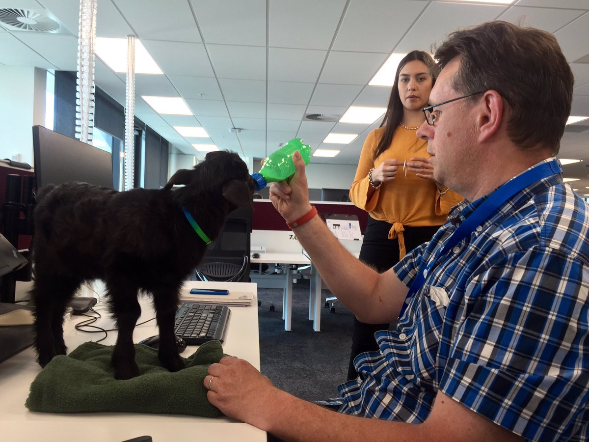 Great multi-tasking at the Stuff office: my boss gives story advice to <a href="/brooke_bath/">Brooke Bath</a> while bottle-feeding a goat 🍼😂