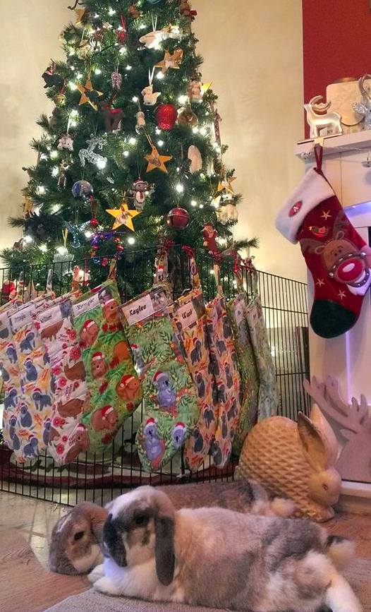 Lagolearn's tweet image. Day 23. Moo and Teyha are just checking to see if the stockings have been filled already #adventcalendar #rabbit #lagolearn