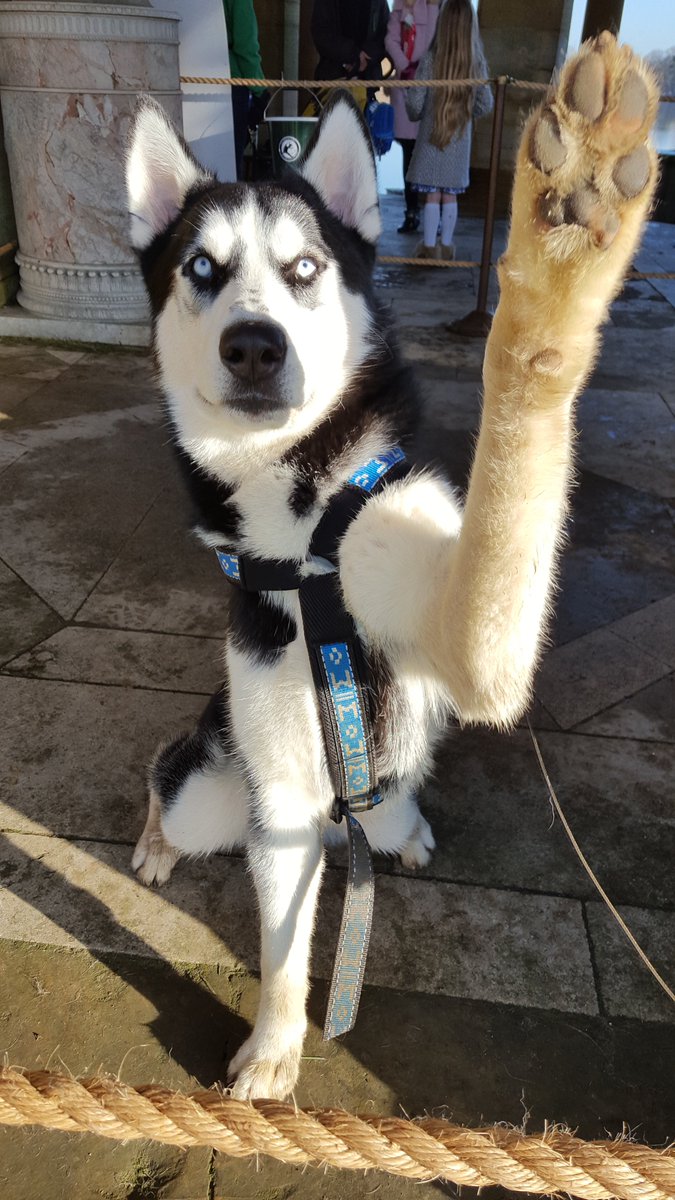 shwa husky rescue