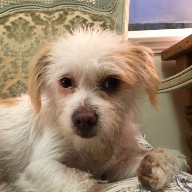 Perfect Pet Rescue (PerfPetRescue) Twitter