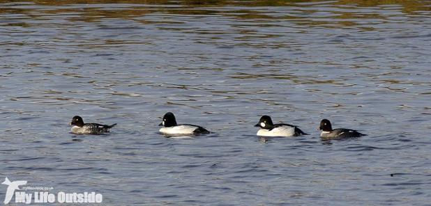 Goldeneye and Turnstones from Ogmore, new on my blog. Fancy a read? ow.ly/IGh8100uKN2 #wildblogs