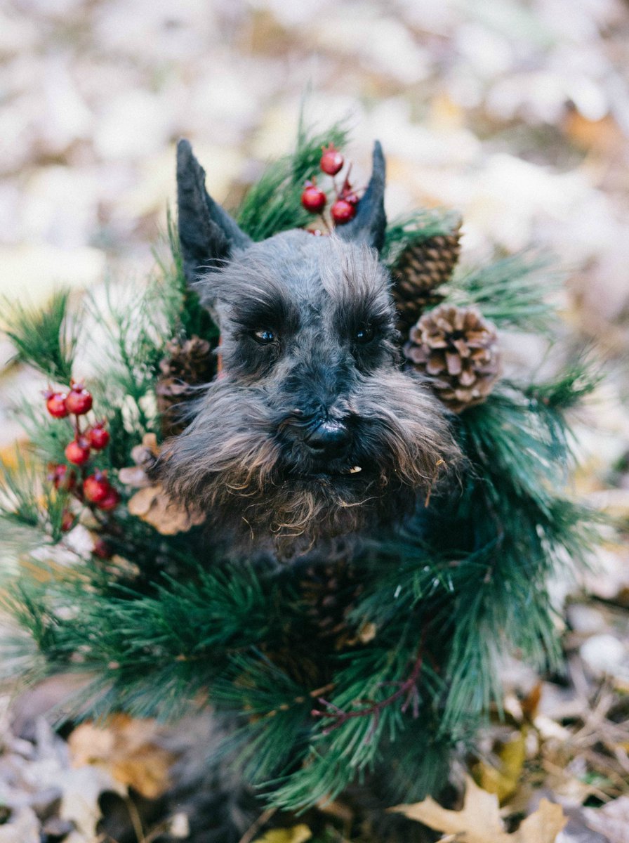 Whisper and Blush tweet media