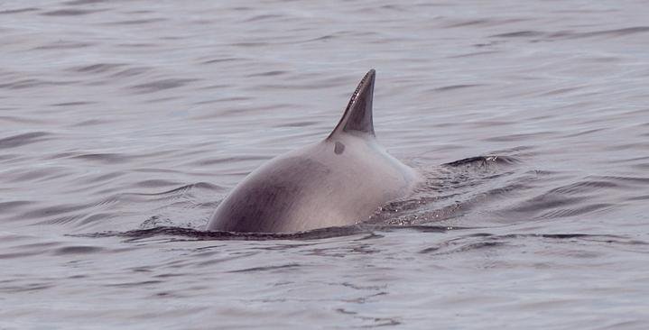 MARINElife_UK's tweet photo. Along with Bottlenose Dolphins, Harbour Porpoise have special protection under the EU Habitats Directive #12DaysOfML https://t.co/LnJUIaPUzh https://t.co/mDCskciDdc