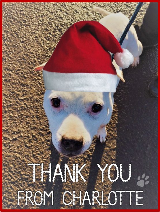 TY everyone for your support for <a href="/AllDogsMatter/">All Dogs Matter</a> Charlotte! We are so happy that she has found a foster home for Christmas 🎁 #bestpresentever