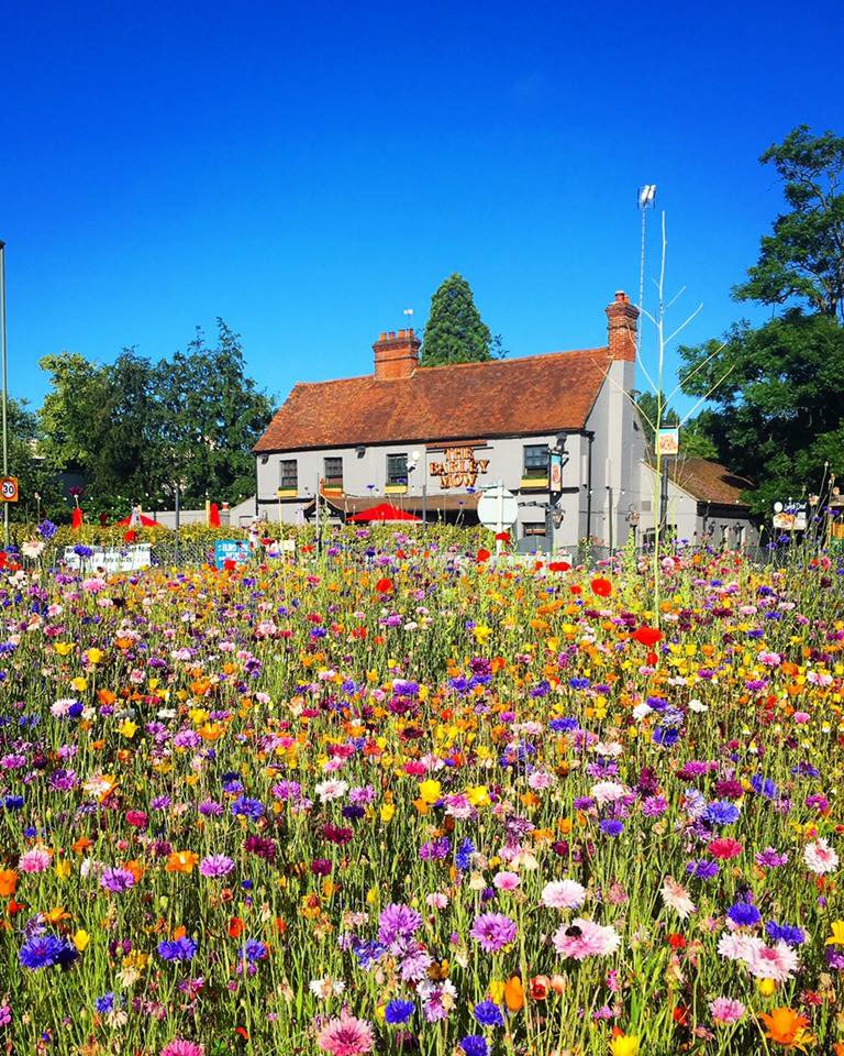 LGSpace's tweet image. Let's fill our public spaces with #pollinator friendly flowers in 2017! #bees #butterflies  RT @MeadowInGarden