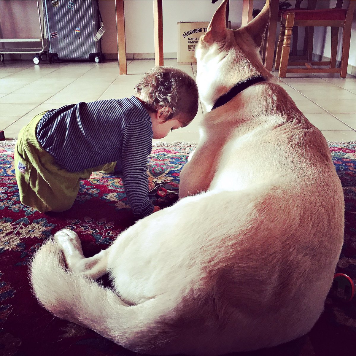 bootsmannthedog's tweet photo. I try to impress the #flabmate with my body size as long as I can... #wontstaylikethisforever #dogsoftwitter https://t.co/sIOAM33Vq3
