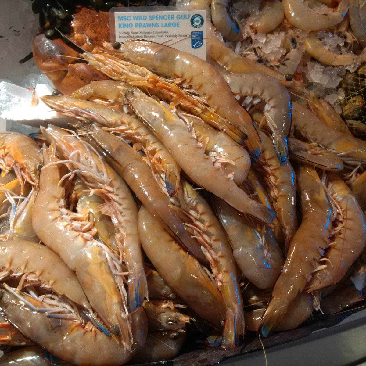 @SouthAusFW_LDN <a href="/SGkingprawns/">SpncrGulf KingPrawns</a> oh yes and the are beauties