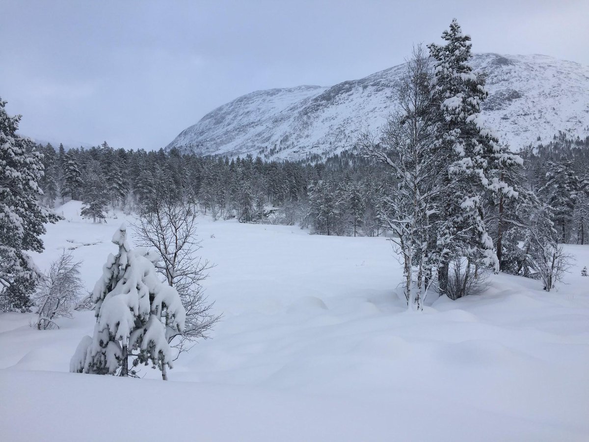 Mye nysnø og julestemning på #Mjølfjell i #Hordaland i dag ☃️🎄 
Ønsker du deg #hvitjul? Ta en tur på fjellet!