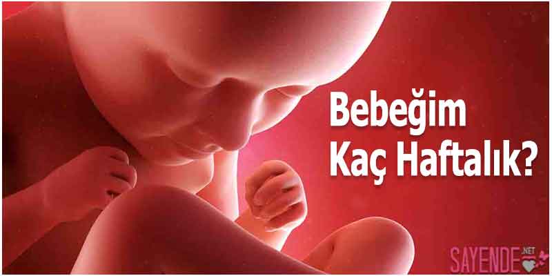 Kaç Haftalık Hamileyim Kesin Hesaplama Yöntemi
sayende.net/kac-haftalik-h…