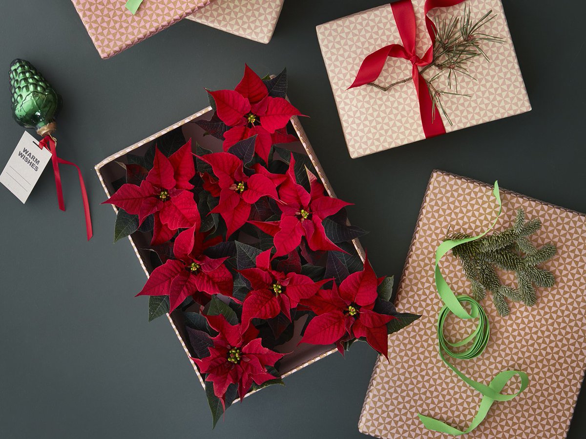 Kerst: de tijd van cadeautjes krijgen én geven. Versier je cadeaus eens met vrolijke Kerststerren en hun stervormige bladeren!