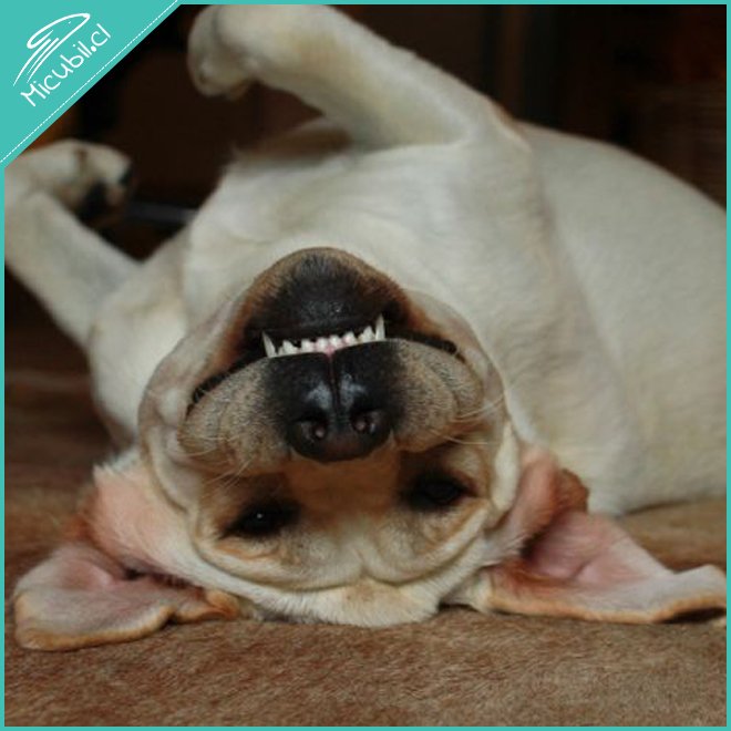 [Reviews.com] El mejor alimento para #perros: Todo está en la calidad de los ingredientes: bit.ly/1TMgHdk