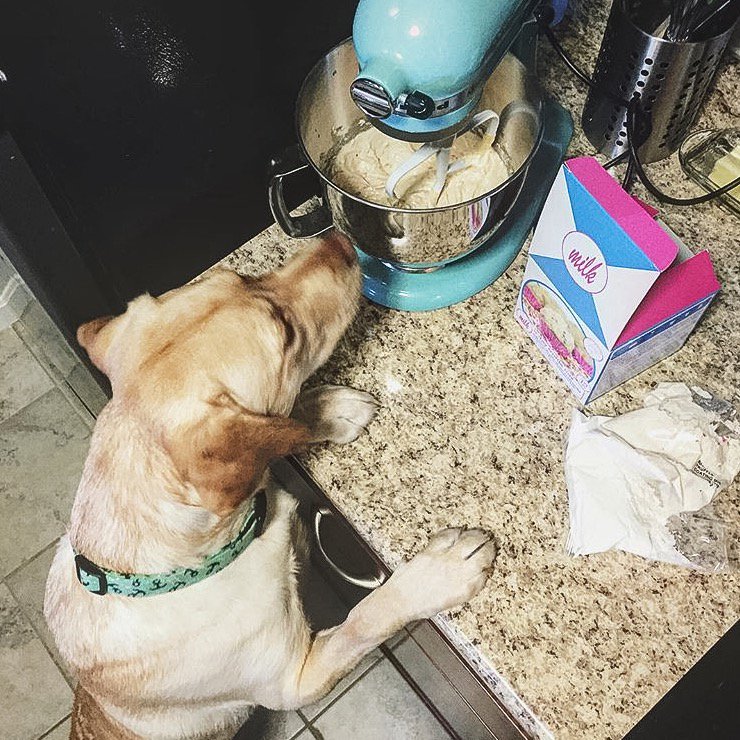 milkbarstore's tweet photo. πΌ and on the 2nd day before #christmas... we made lots o' truffles (with πΆ help!!) mixes avail. at @target! #12daysofmilkmas #dogsofmilkbar https://t.co/ufuDSqpHP2