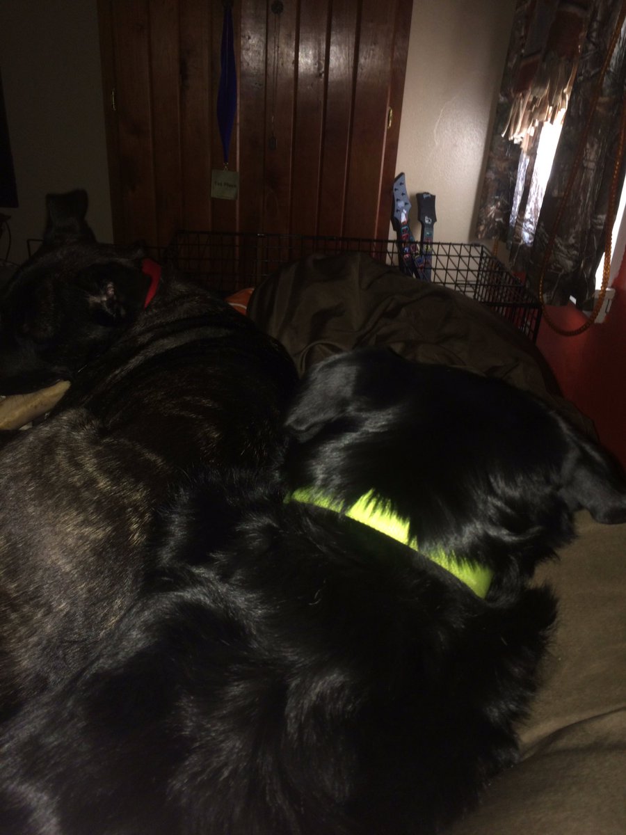 JakeGnomie's tweet photo. My dogs are worse than my girlfriend when it comes to taking up the whole bed #MoveOver #GetOffMySide https://t.co/Mdv311WyvR