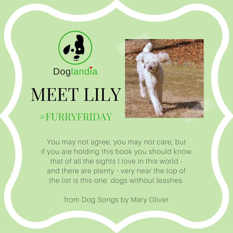SarahSaysPets's tweet photo. #furryfriday #doglandia #moderndogparenting #furbaby https://t.co/Gxqxhlo87s