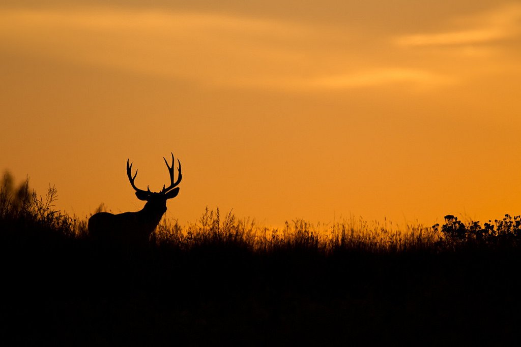 Deer in sunset, USFWS