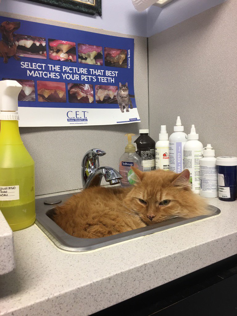 Huftopia's tweet image. Really cashing in his good behavior chips (lest I turn the water on)