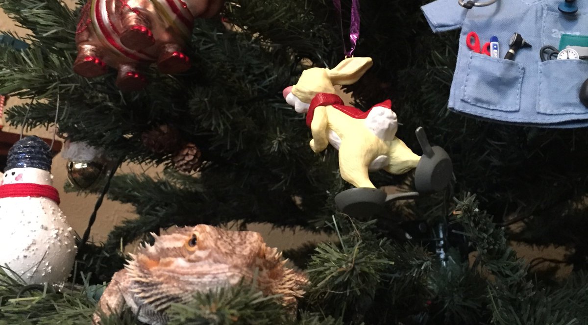 BernDoesThings's tweet image. Hehe hiding in the Christmas tree they'll never find me here